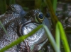 Hiding Bullfrog
