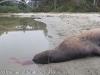 Sea Lion Carcass
