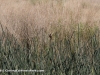 Barn Swallow (Hirundo rustica) in the Tall Grass