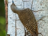 Red-shafted Flicker (Colaptes auratus cafer)